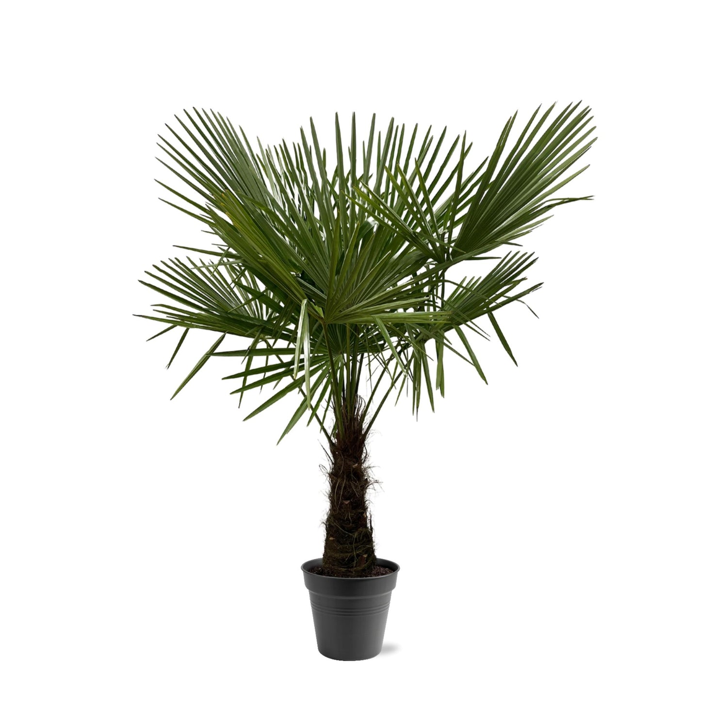 Trachycarpus Fortuneii | ↕160-180cm - Ø30cm