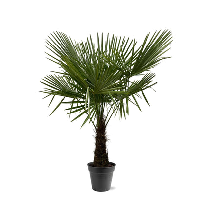 Trachycarpus Fortuneii | ↕160-180cm - Ø30cm