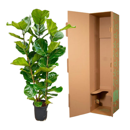 Ficus Lyrata struik | ↕155 cm - Ø27cm