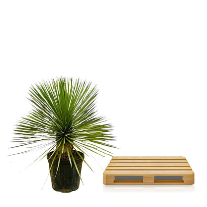 Yucca Rostrata op stam | ↕70 cm - Ø27cm