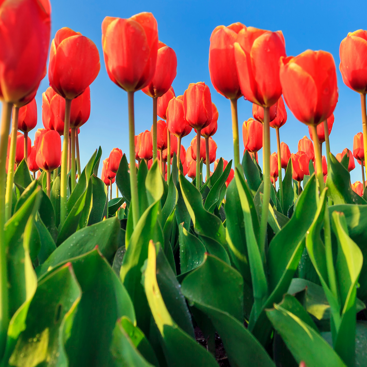20x Tulpenbollen Dafeng – Oranje Tulp