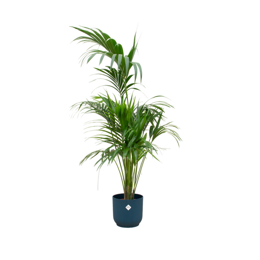 Kentia palm +Elho Vibes Fold Round blauw | Ø30 - ↕180 cm