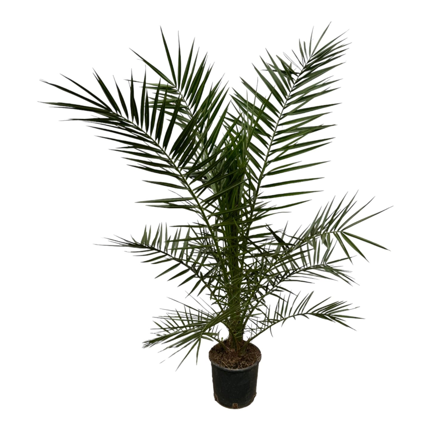 Phoenix Canariensis | ↕160 cm - Ø22cm
