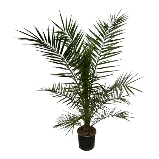 Phoenix Canariensis | ↕160 cm - Ø22cm