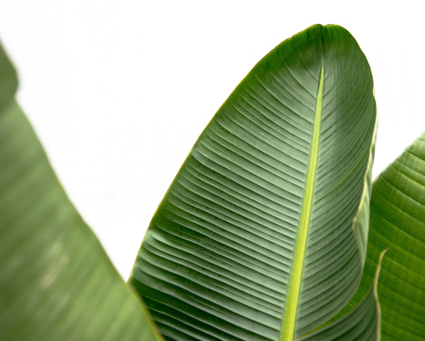 Strelitzia Augusta de luxe XXL | ↕250cm - Ø38cm