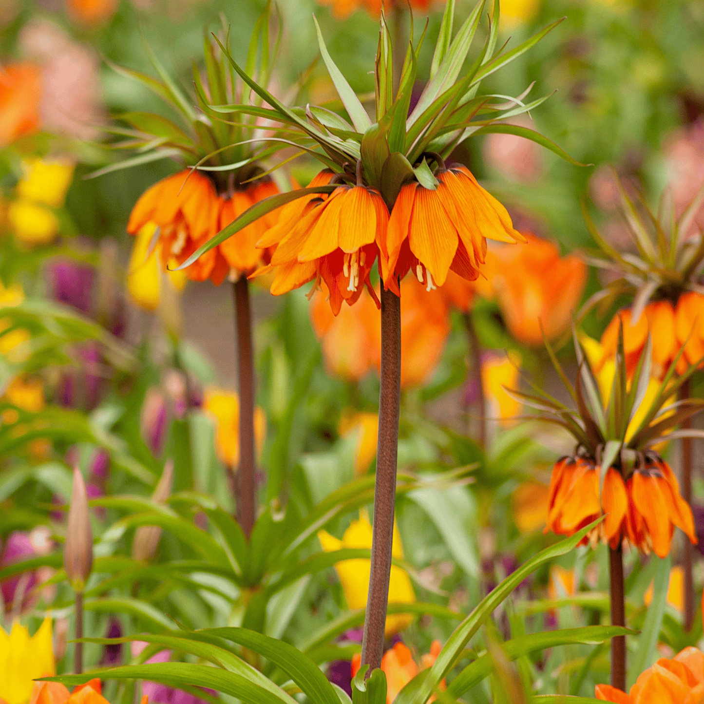 Fritillaria / Keizerskroon Garland Star 5 stuks