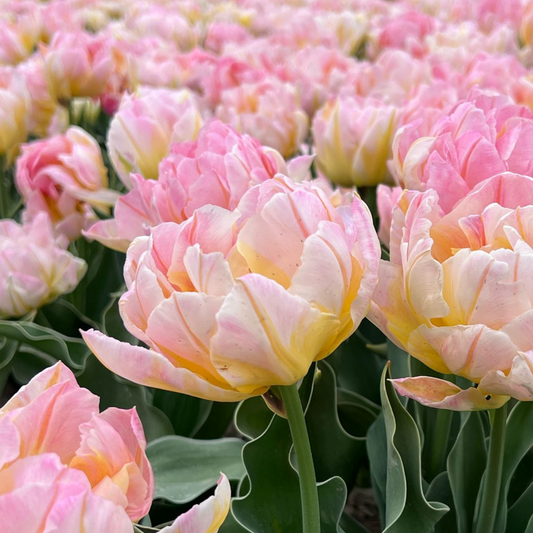 20x Tulpenbollen Password – Roze Dubbelbloemige Tulp