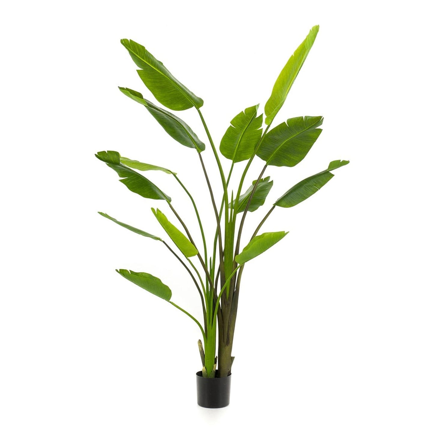 Strelitzia nicolai | ↕180 cm- In zwarte pot - Kunstplant
