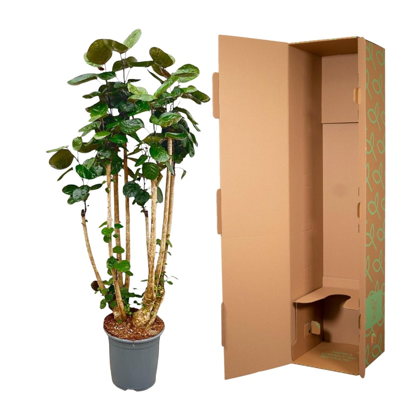 Polysicas Fabian XXL | ↕160 cm - Ø30cm