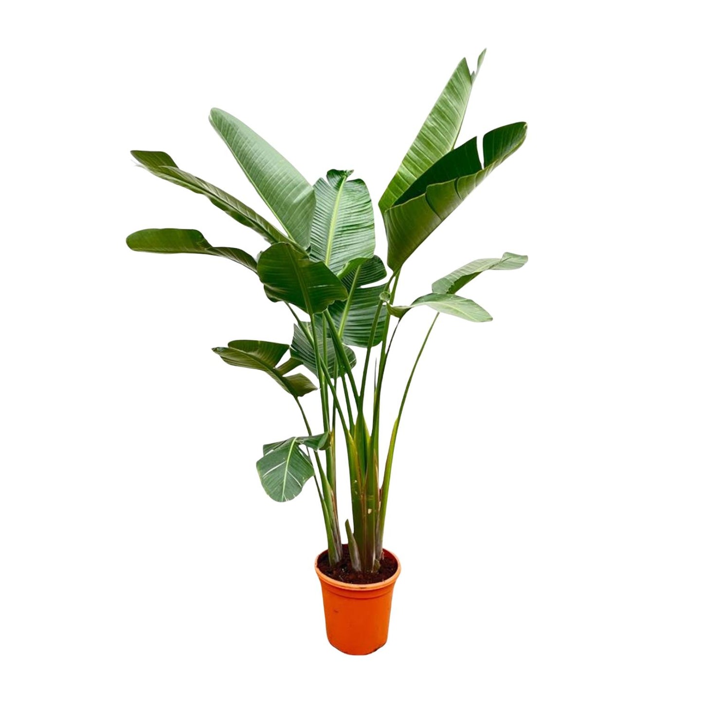 Strelitzia Augusta de luxe XXL | ↕250cm - Ø38cm
