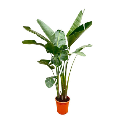 Strelitzia Augusta de luxe XXL | ↕250cm - Ø38cm