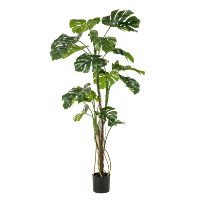 Monstera  - Gatenplant | ↕180cm - kunstplant
