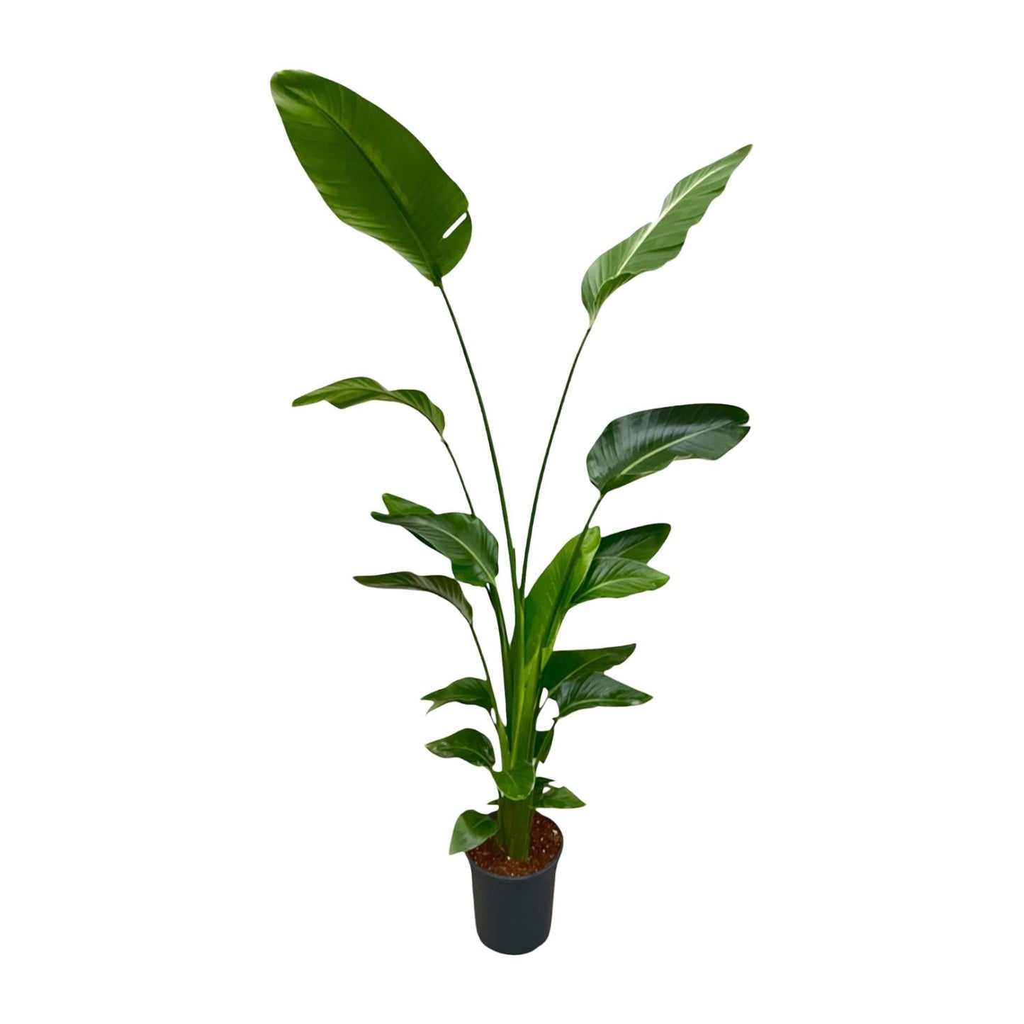 Strelitzia Nicolai | ↕170 cm - Ø24cm