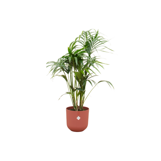 Kentia palm + Elho Jazz Round rood | Ø26 - ↕130 cm