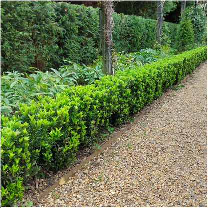 72 x Euonymus Green Spire | Ø7 cm - ↕15 cm