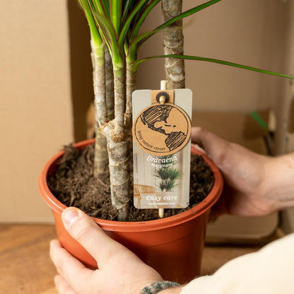 Dracaena - 120cm hoog - 21cm doorsnede + Dracaena - 70cm hoog - 17cm doorsnede