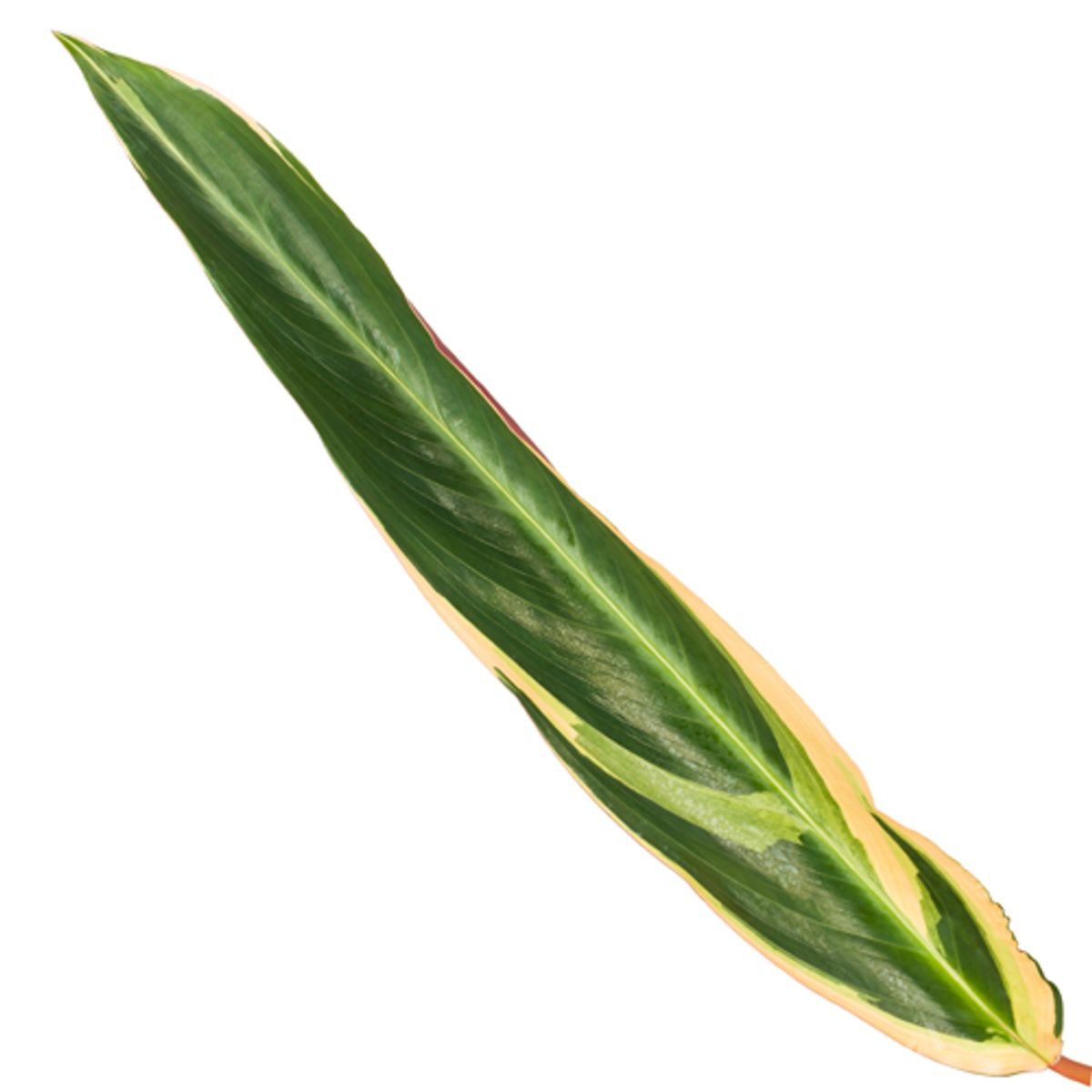 Calathea Triostar (Stromanthe) | ↕80 cm - Ø19cm