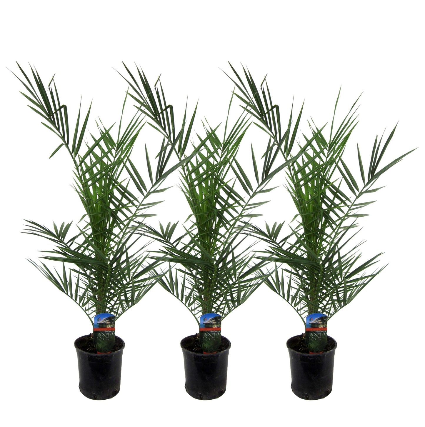 3x Phoenix Canariensis | ↕80 cm - Ø15 cm