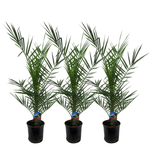3x Phoenix Canariensis | ↕80 cm - Ø15 cm