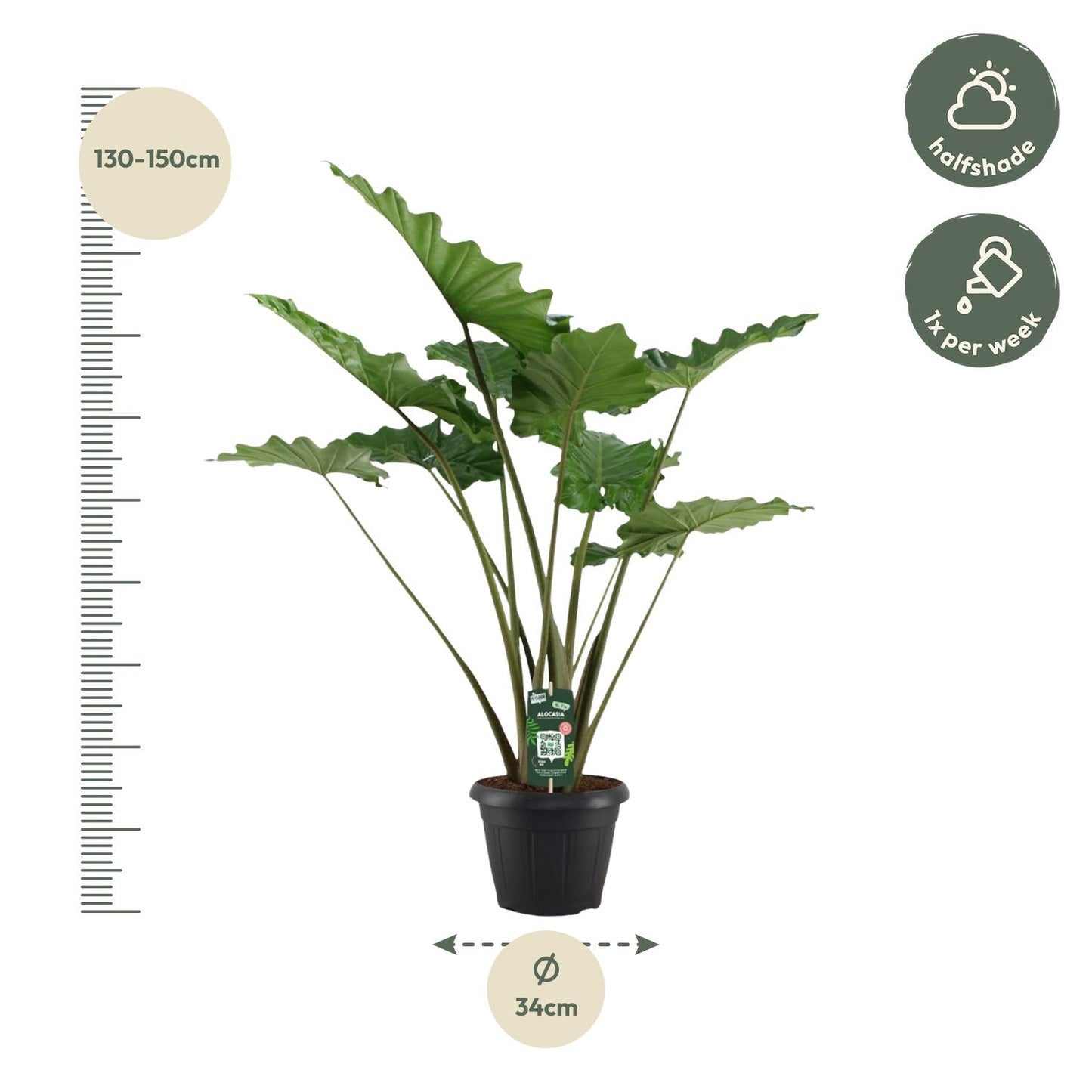 Alocasia Portodora | ↕140 cm - Ø34cm