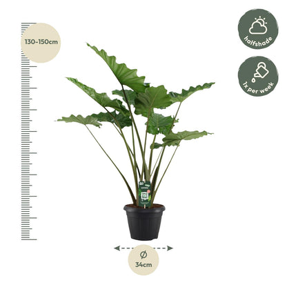 Alocasia Portodora | ↕140 cm - Ø34cm