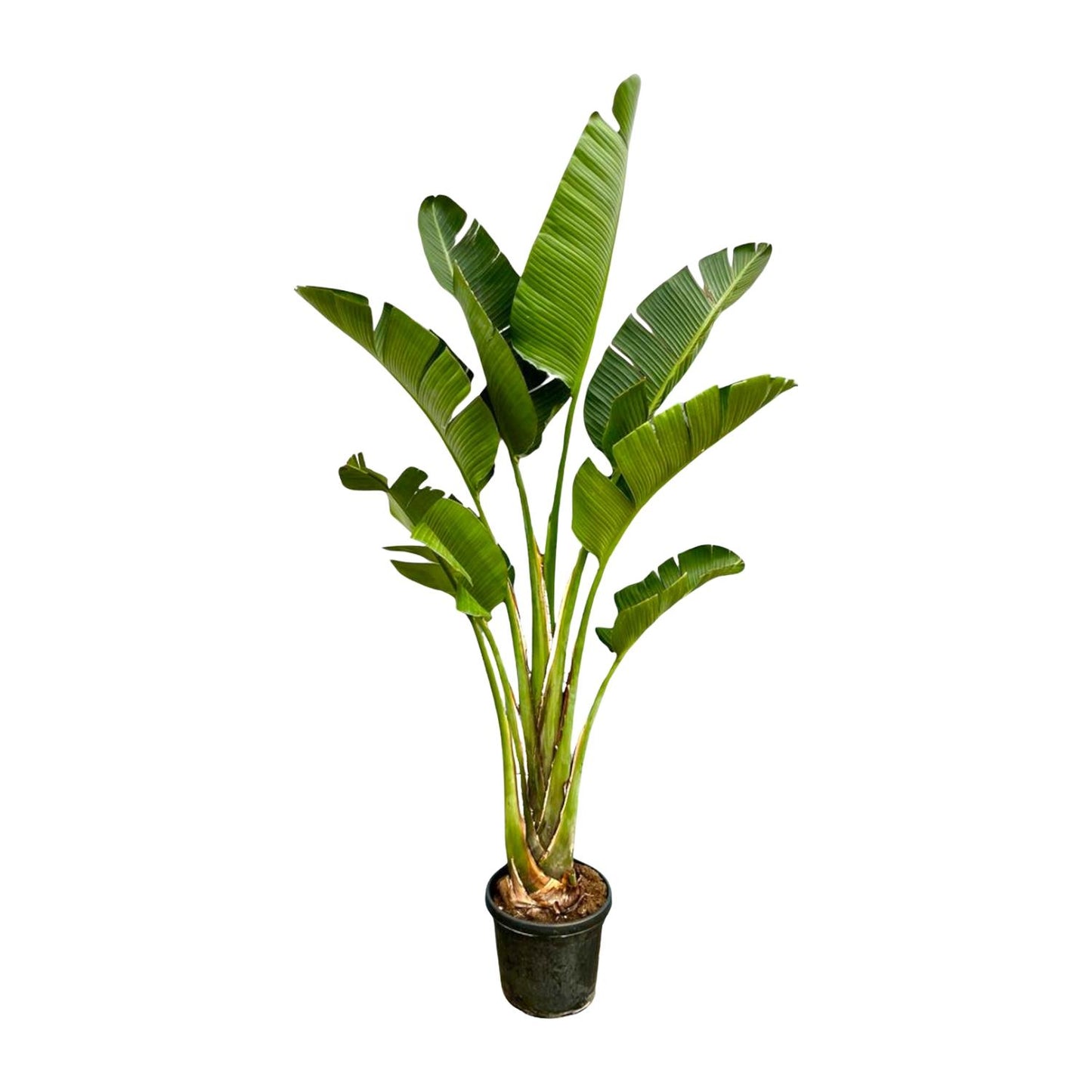 Strelitzia Augusta | ↕250cm - Ø45cm