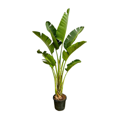 Strelitzia Augusta | ↕250cm - Ø45cm