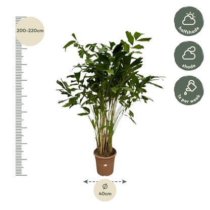 Caryota Mitis | ↕250 cm - Ø32cm