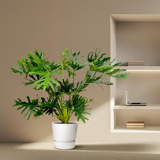 Philodendron Selloum | ↕100 cm - Ø24cm
