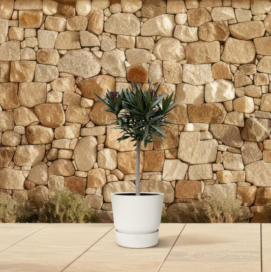 Nerium Oleander op stam met witte bloem | ↕90cm - Ø19cm