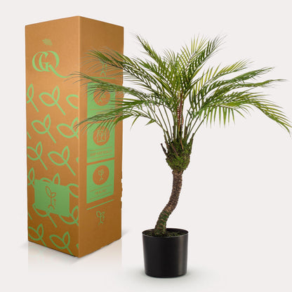Chamaedorea - Bergpalm | ↕85 cm - Kunstplant
