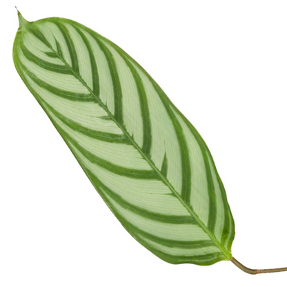 Calathea Compactstar | ↕90 cm - Ø21cm