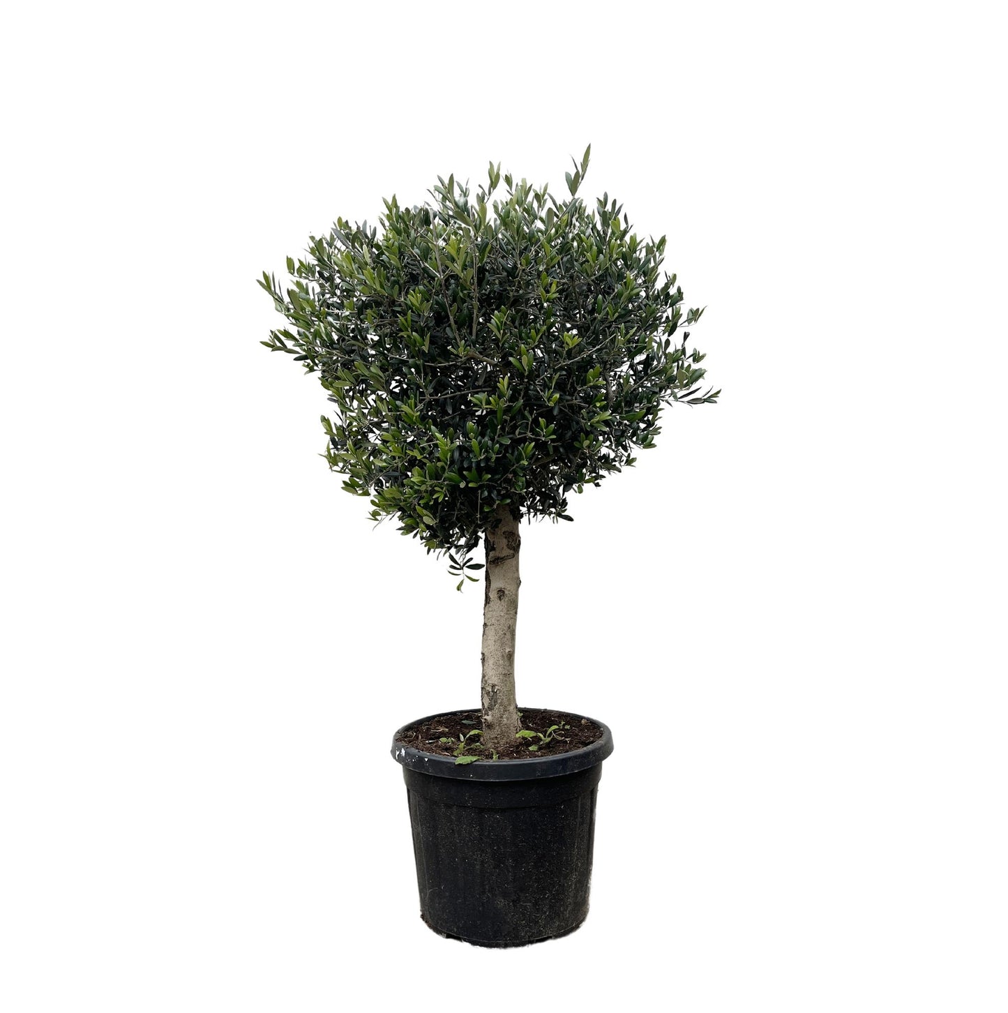 Olea Europaea Lorc | ↕180cm - Ø50cm