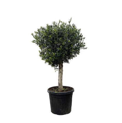 Olea Europaea Lorc | ↕180cm - Ø50cm
