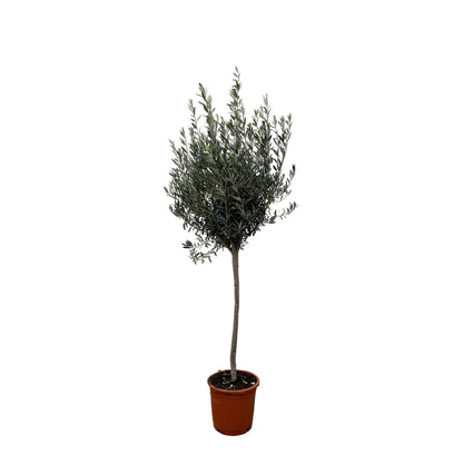 Olea Europaea op stam | ↕160cm - Ø24cm