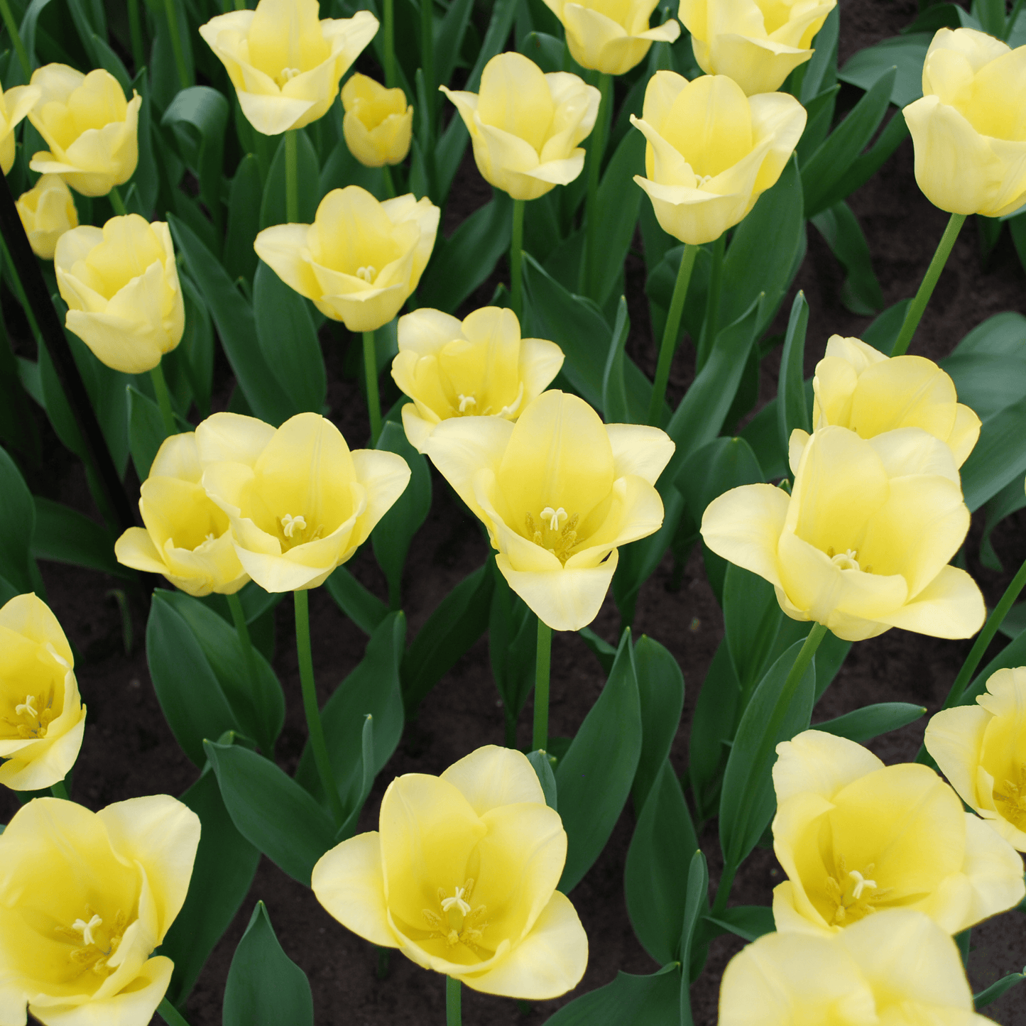 20x Tulpenbollen World Friendship – Lichtgele Tulp