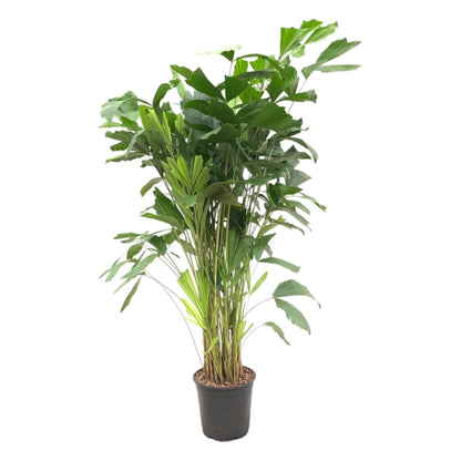 Caryota Mitis | ↕160 cm - Ø24cm