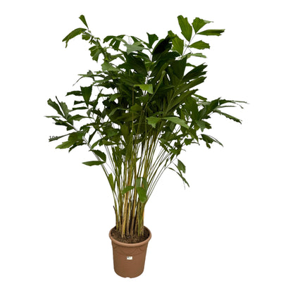Caryota Mitis | ↕250 cm - Ø32cm