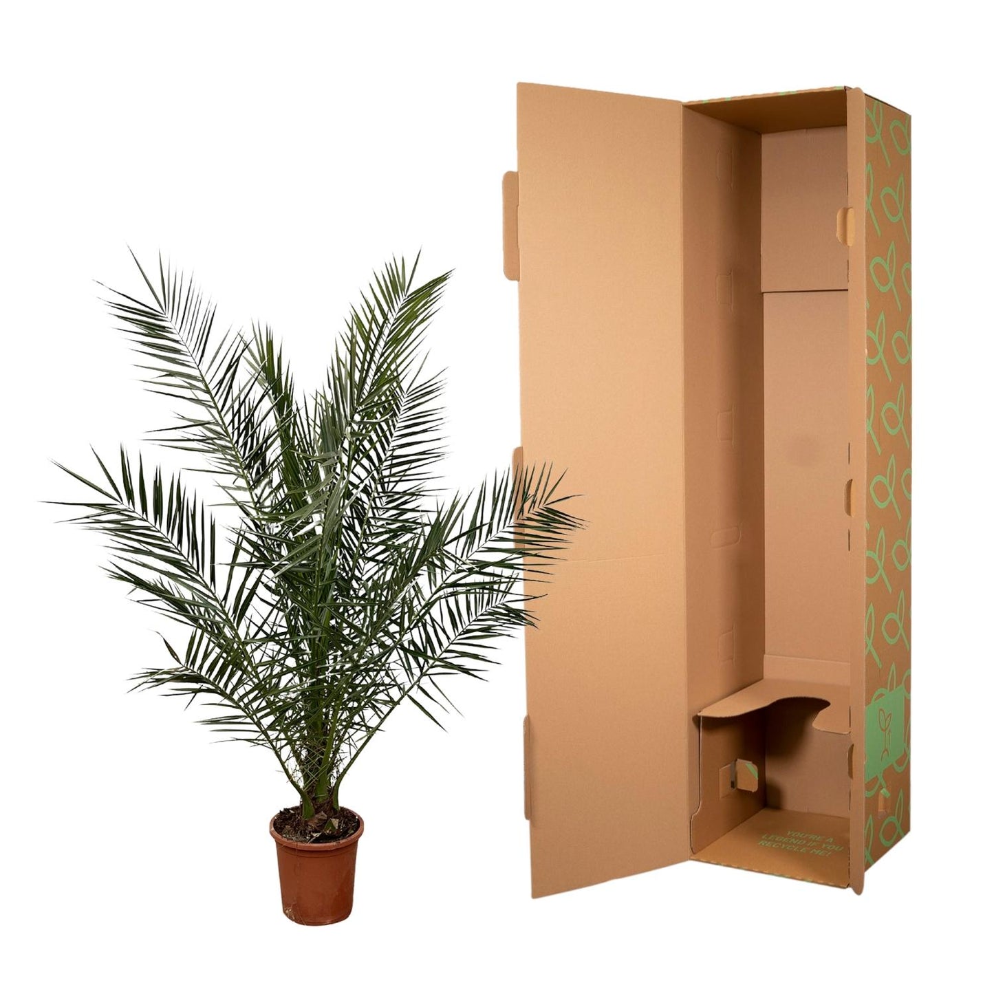 Phoenix Canariensis | ↕170 cm - Ø30cm