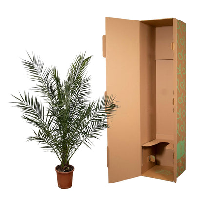 Phoenix Canariensis | ↕170 cm - Ø30cm