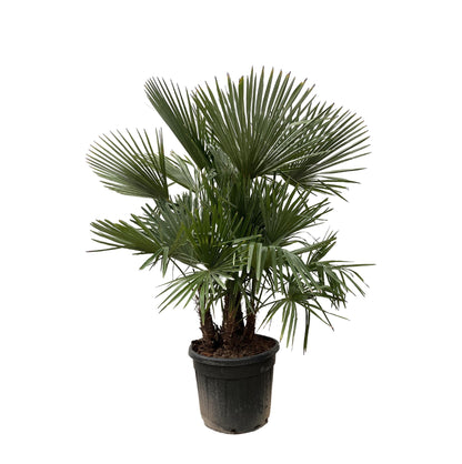 Trachycarpus multi stam | ↕230cm - Ø50cm