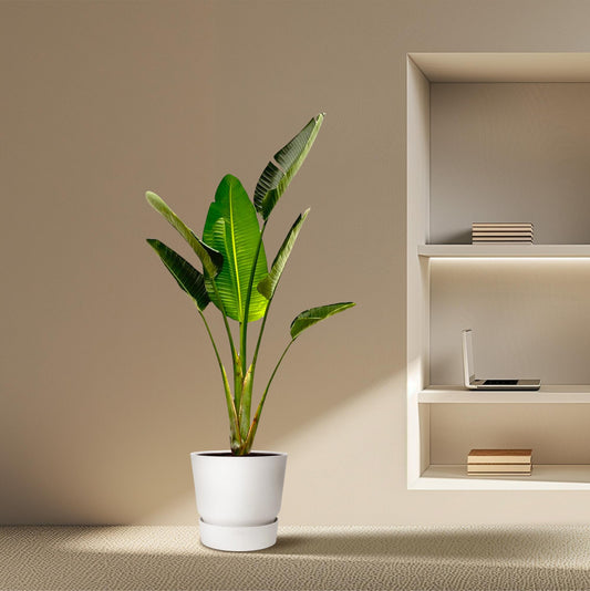 Strelitzia Augusta | ↕180cm - Ø30cm