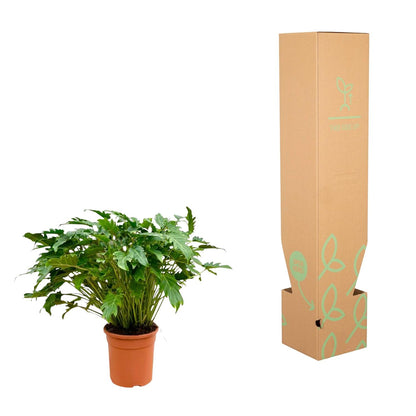 Philodendron Xanadu | ↕80 cm - Ø27cm
