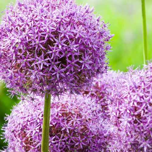 5x Globemaster - Allium bollen