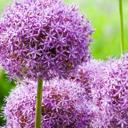 5x Globemaster - Allium bollen