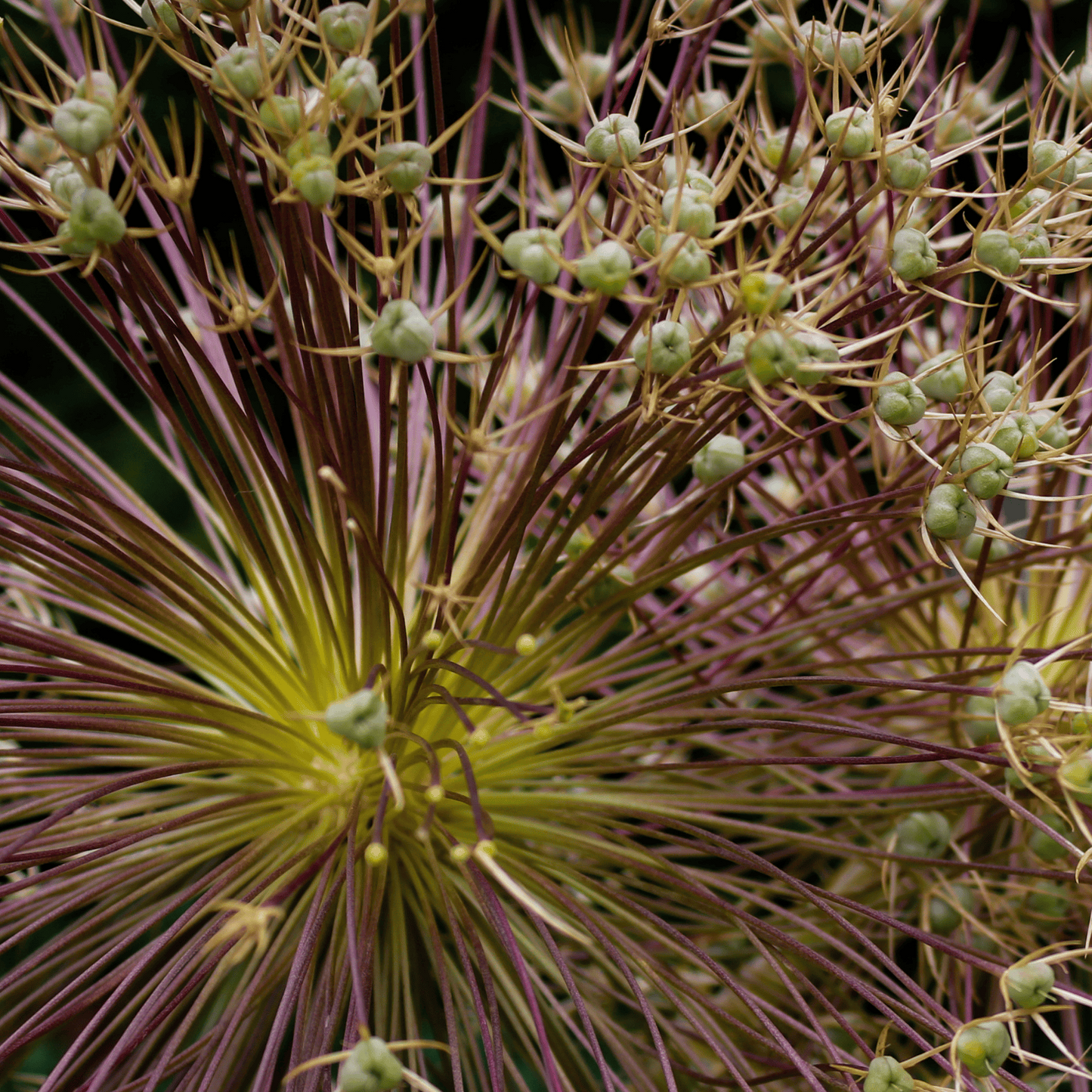 allium schubertii 5 stuks