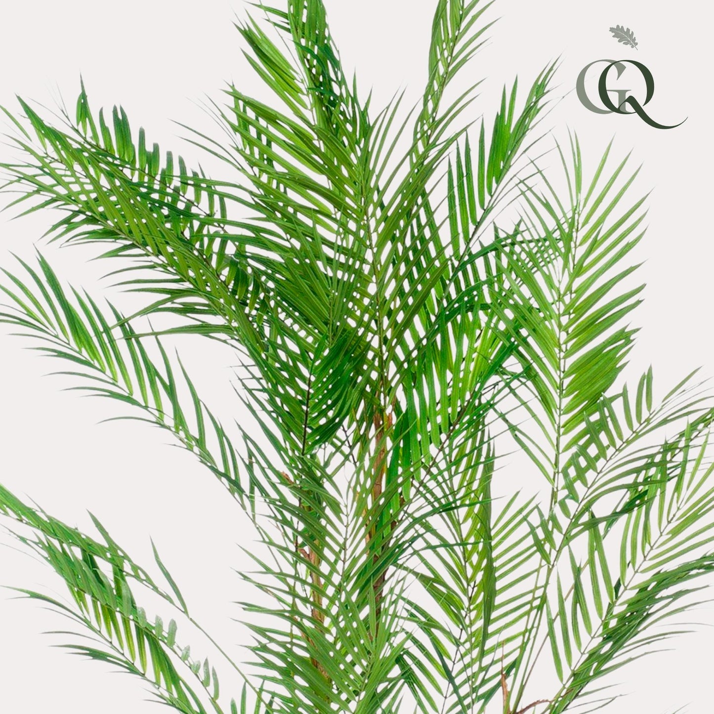 Chamaedorea Elegans - Bergpalm | ↕120 cm - Kunstplant
