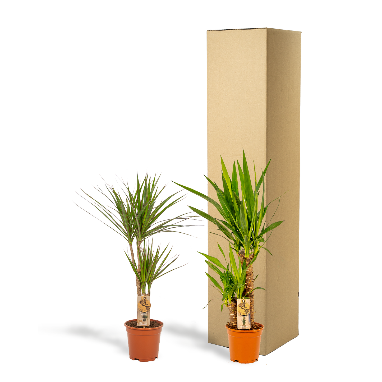 Dracaena 70cm hoog - 17cm doorsnede + Yucca 90cm hoog - 17cm doorsnede