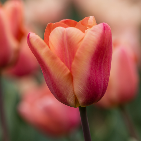 20x Tulpenbollen Apricot Foxx – Zalmroze Tulp