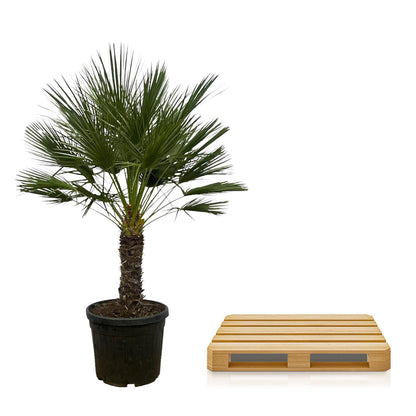 Chamaerops Humilis op stam | ↕150 cm - Ø45cm